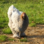 Cochin Huhn auf der Wiese