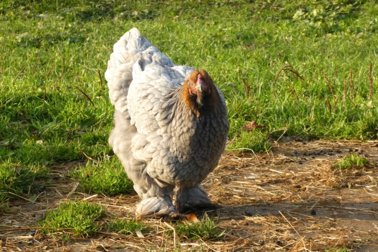 Italiener Huhn Legeleistung, Eigewicht und Besonderheiten