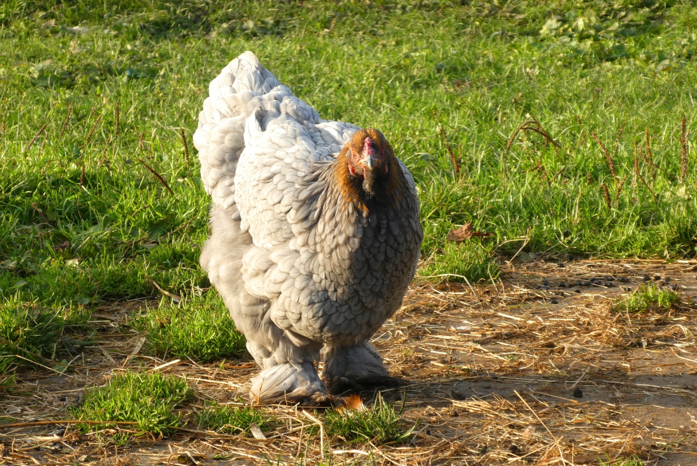 Cochin Huhn auf der Wiese