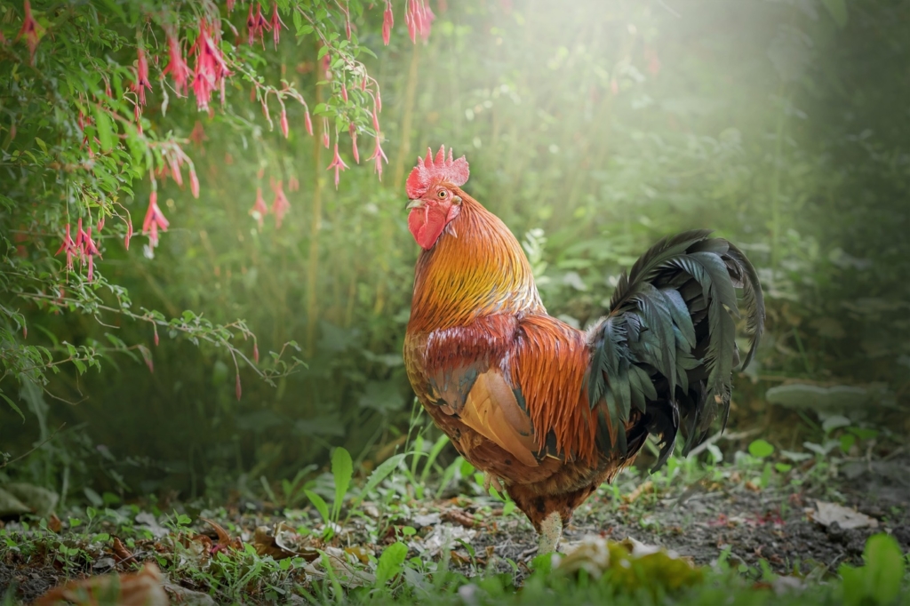 Giftige Pflanzen im Hühnerauslauf