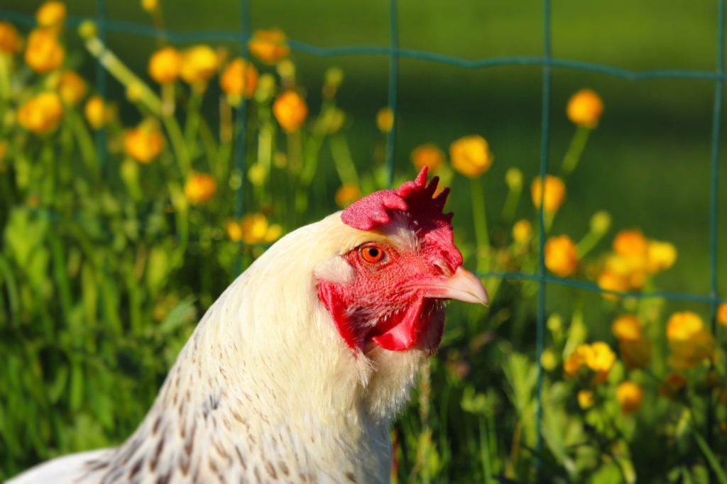 Hühner durch Zaun aussperren
