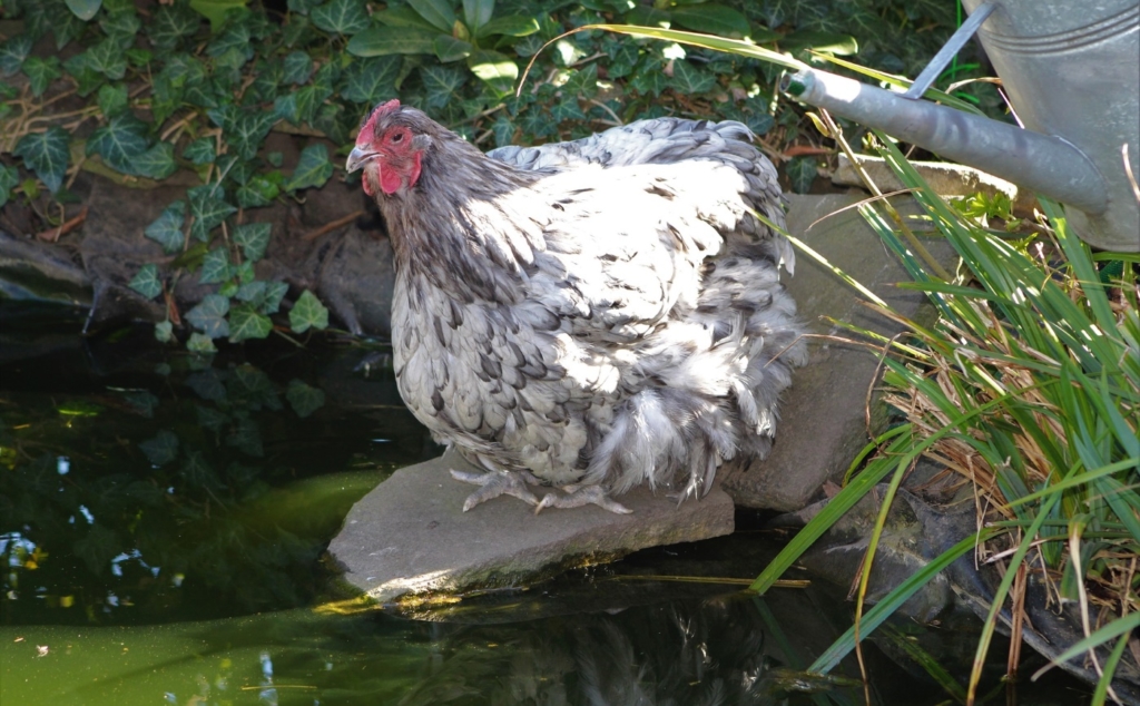 Hühner Gefahr Gartenteich