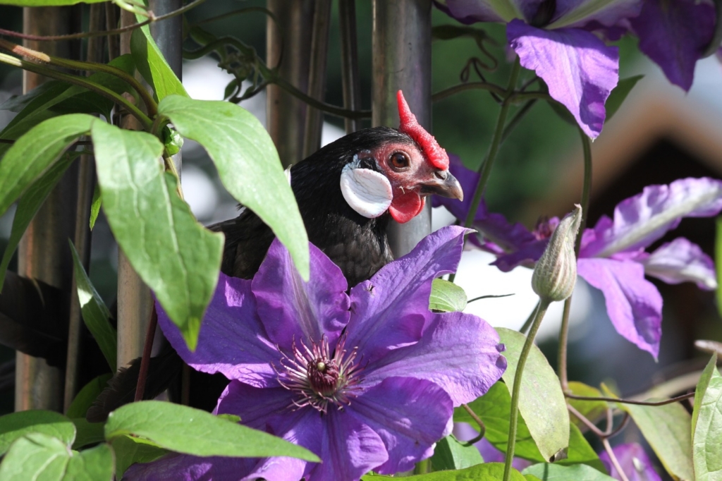 Huhn zwischen Blumen im Hochbeet