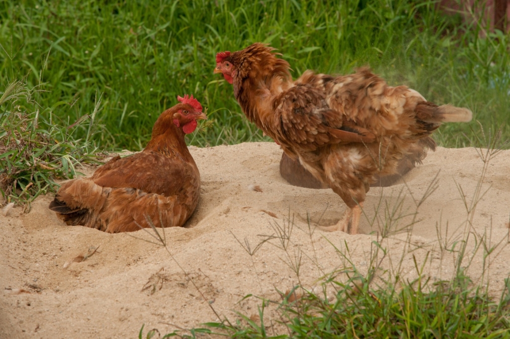 Sandbad im Freilauf