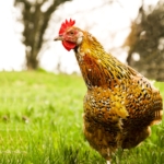 Schwedisches Blumenhuhn und seine Haltung