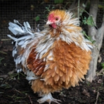 Strupphuhn und dessen Haltung