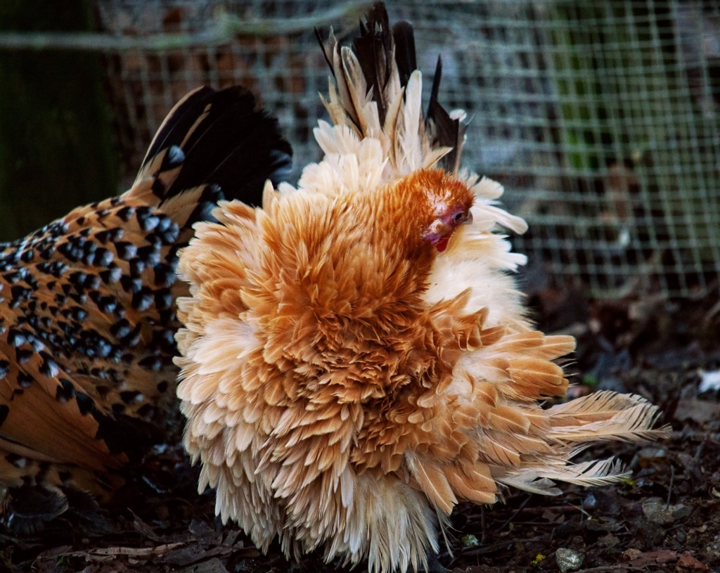 Hühner mit struppigem Federkleid