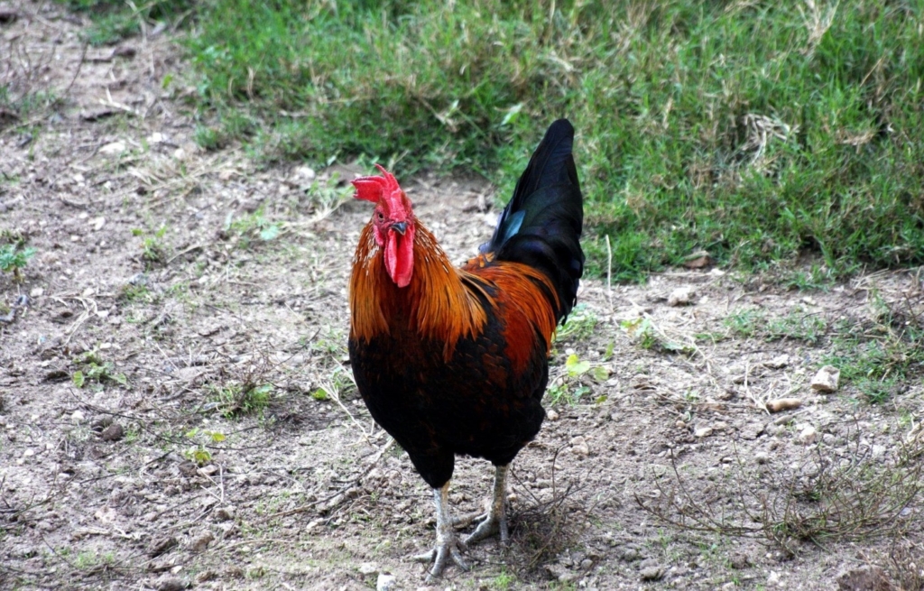 Boden im Hühnerauslauf