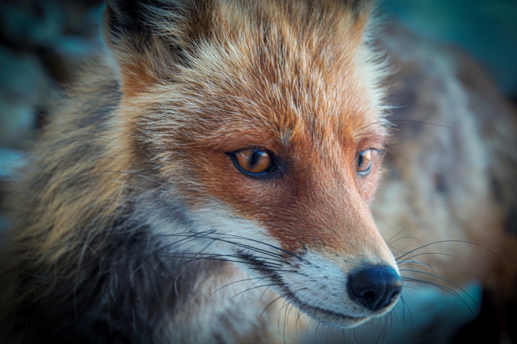 Hühner sind für den Fuchs leichte Beute