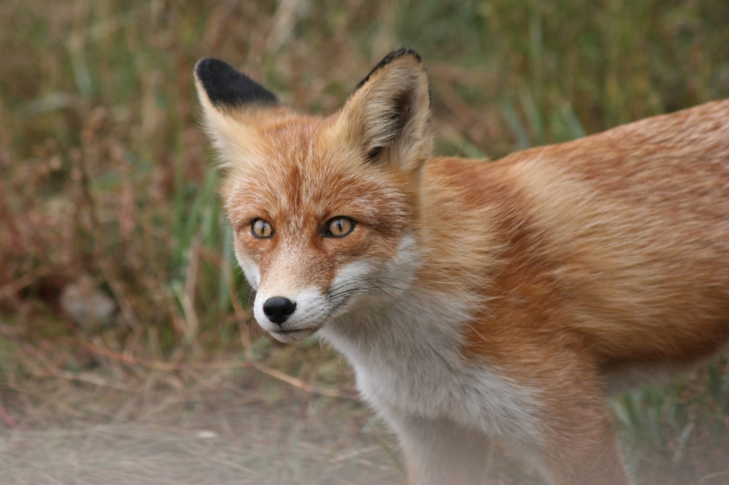 Junger Rotfuchs tötet Hühner