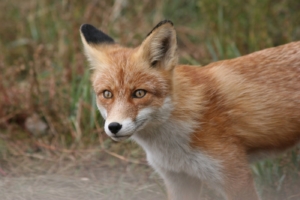 Hühner vor Fuchs schützen
