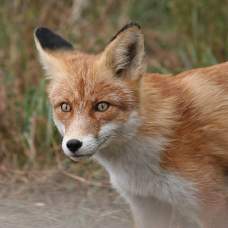 Hühner vor Fuchs schützen