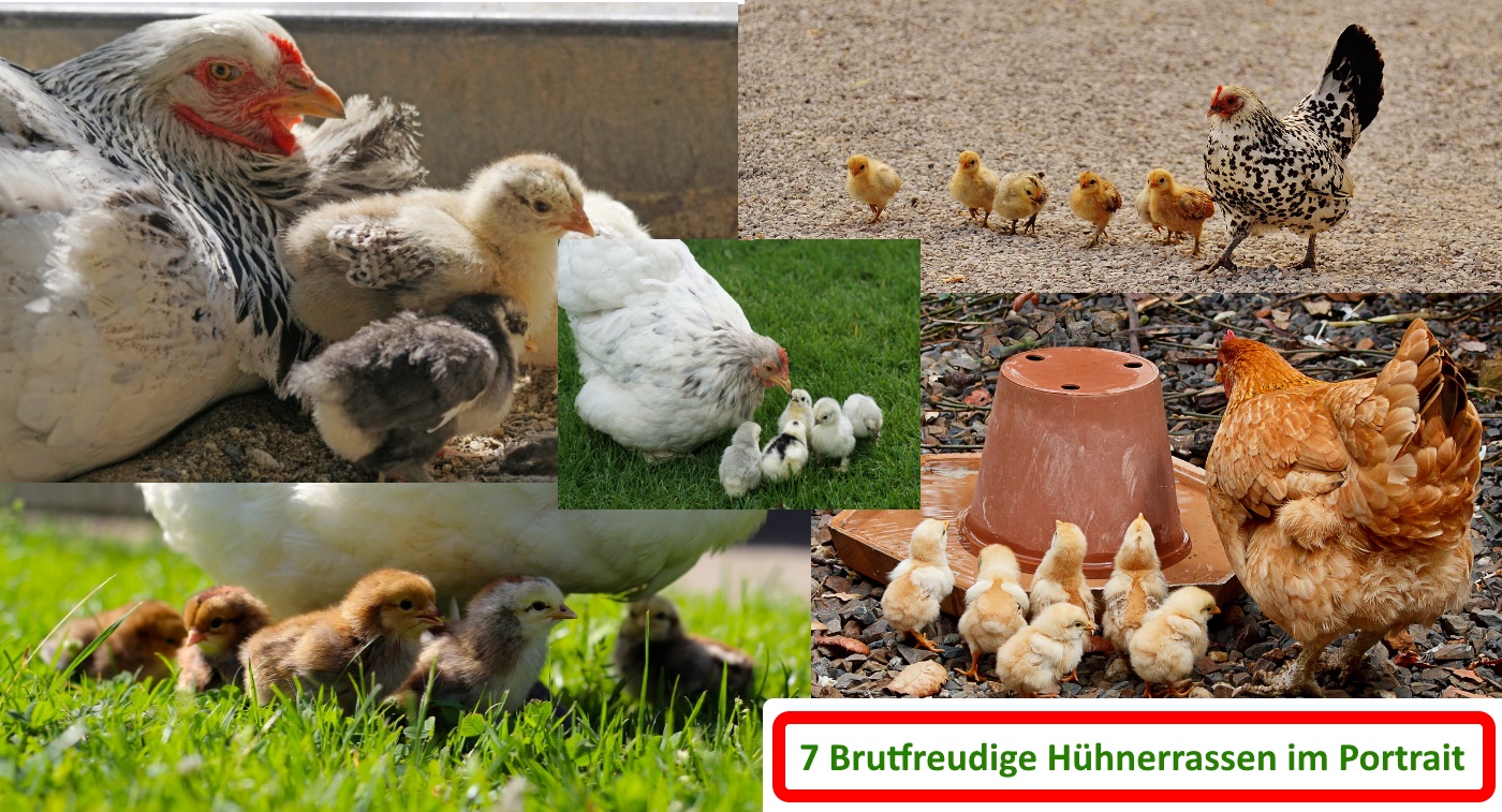 Brutfreudige Hühnerrassen im Portrait 7 Rassen