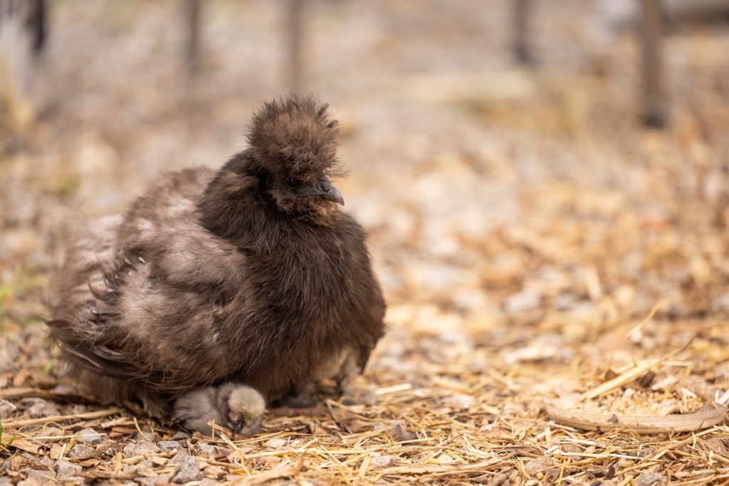 Das Seidenhuhn, eine sehr brutfreudige Rasse