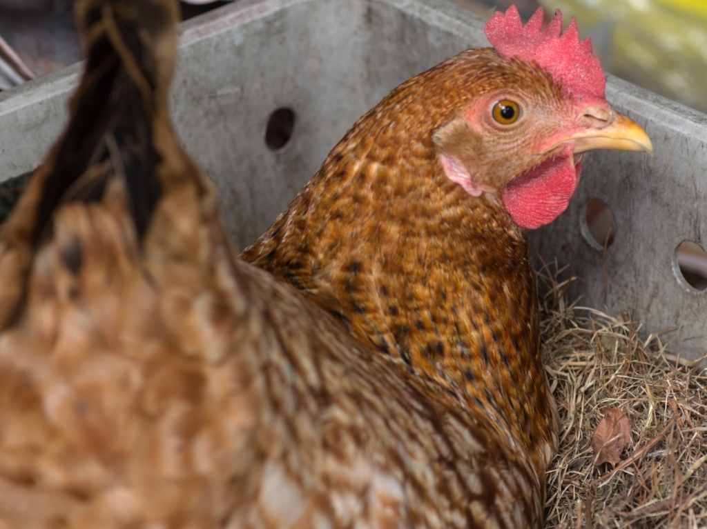 Gluckende Henne im Nest