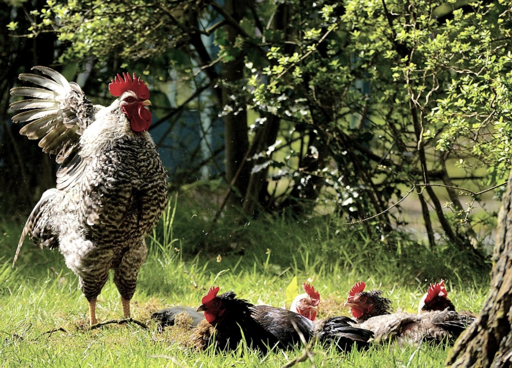 Büsche und Sträucher im Hühnerauslauf