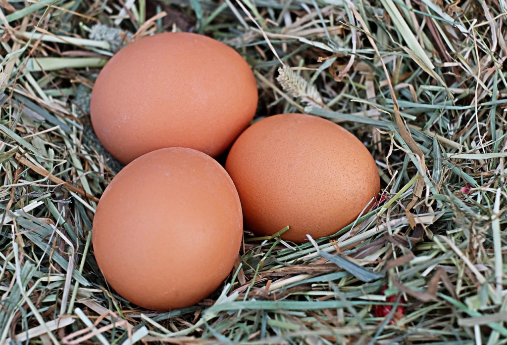 Eier im Hühnernest