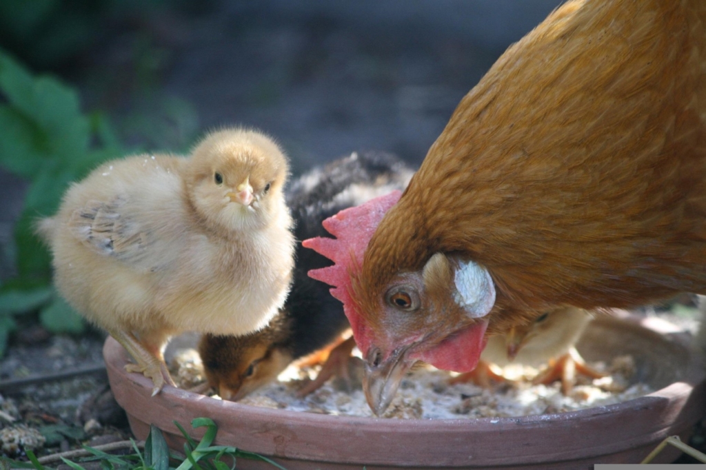 Futter bei der Kükenaufzucht durch die Glucke