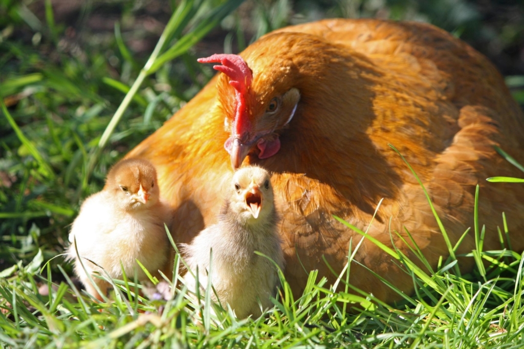 Glucke mit Küken im Freilauf