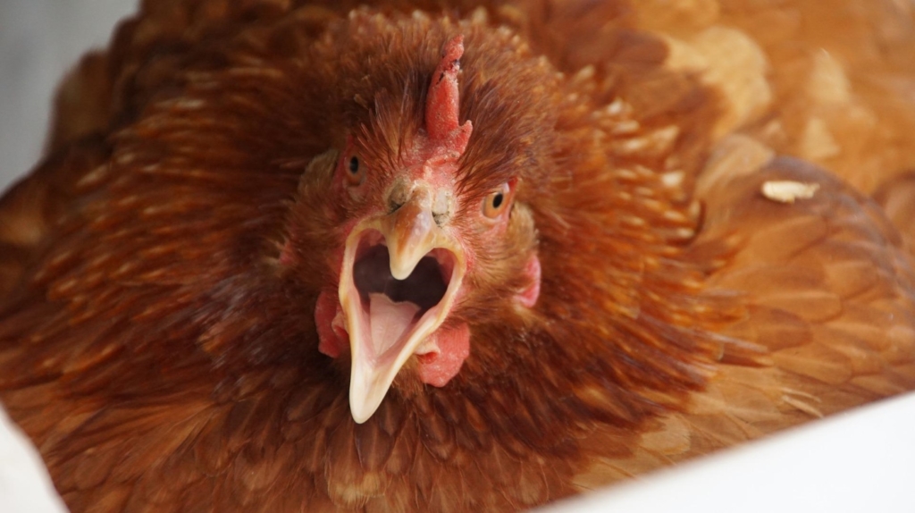 Glucke sitzt auf dem Nest