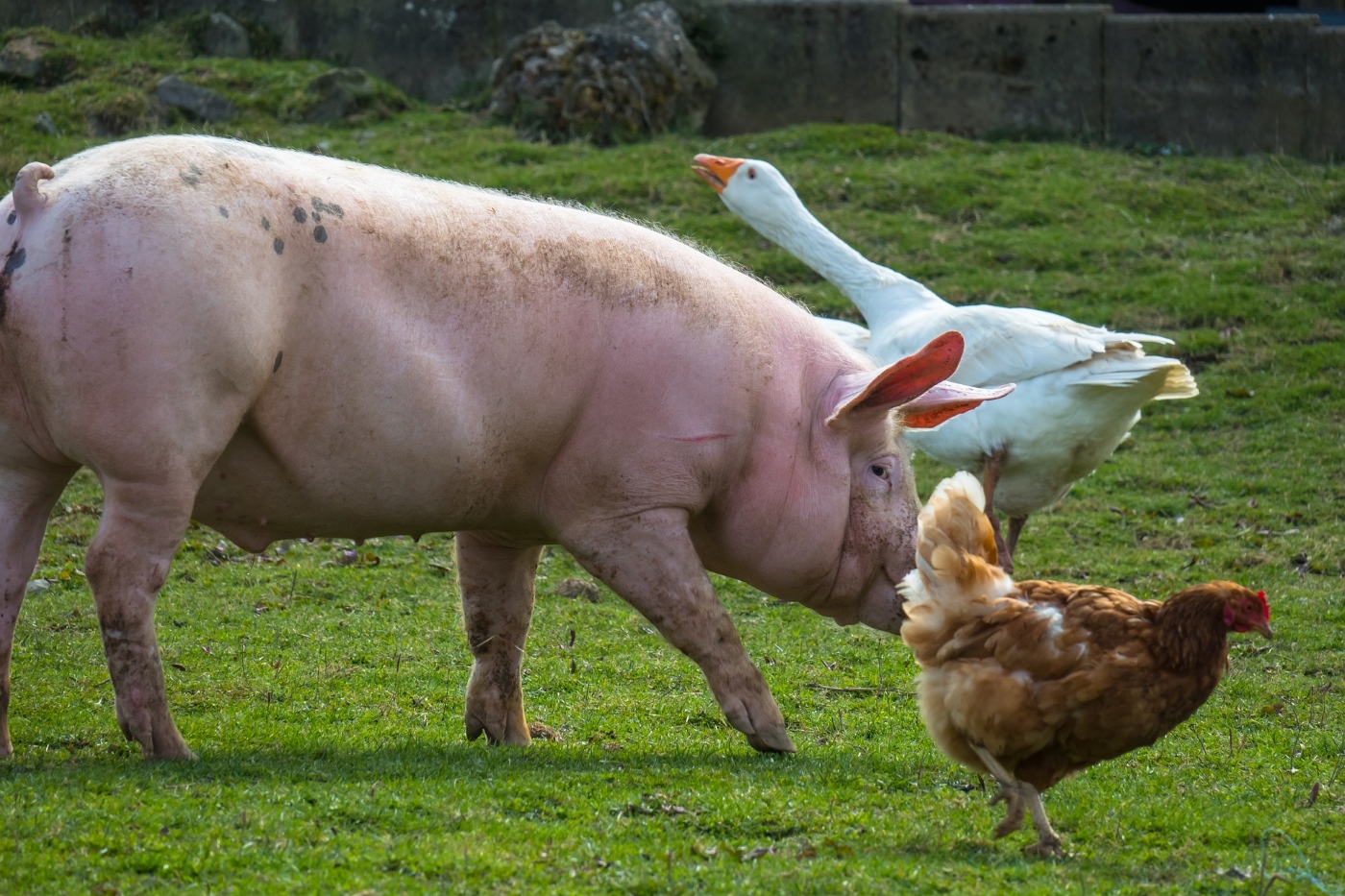Verkehrs-Schutz für Hühner  Als sie in Haßloch ein entlaufenes