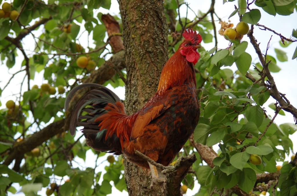 Hahn auf Obstbaum