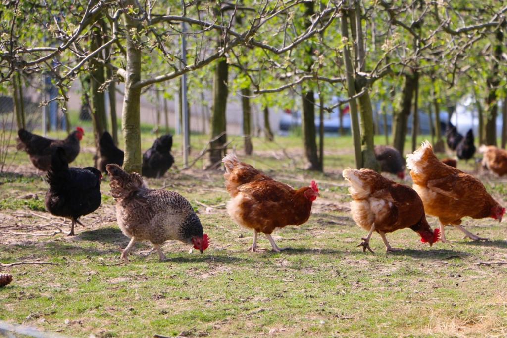 Hühner unter Bäumen im Auslauf