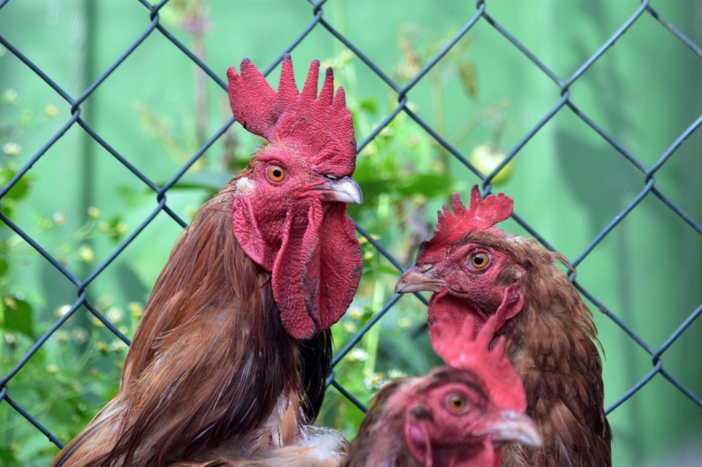 Hühnervoliere bietet Schutz vor Raubtieren