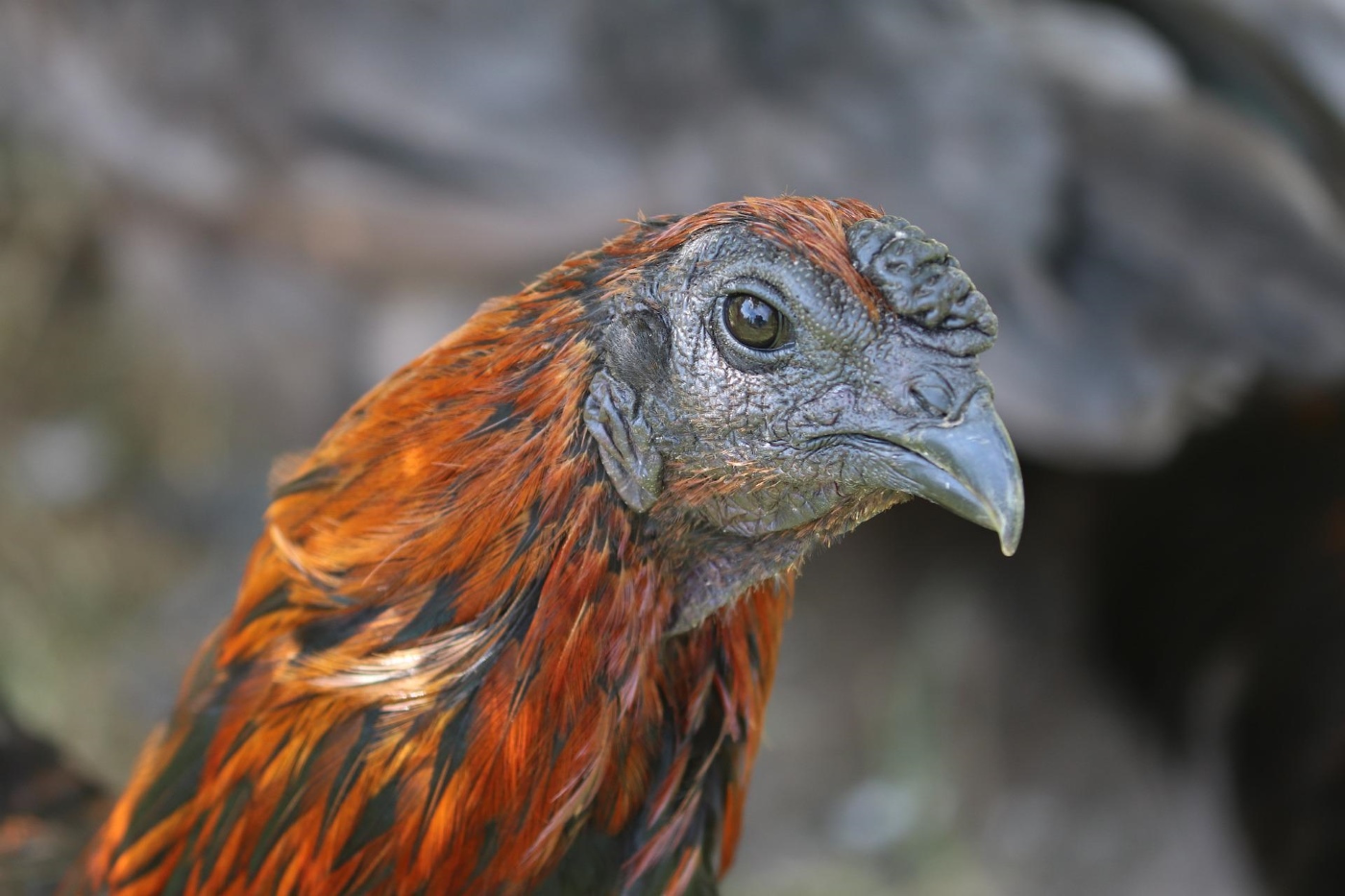 Greifvogelschutz für Hühner im Auslauf 5 wirksame Ideen vom Züchter! Greifvogelschutz für Hühner im Auslauf 5 wirksame Ideen vom Züchter!