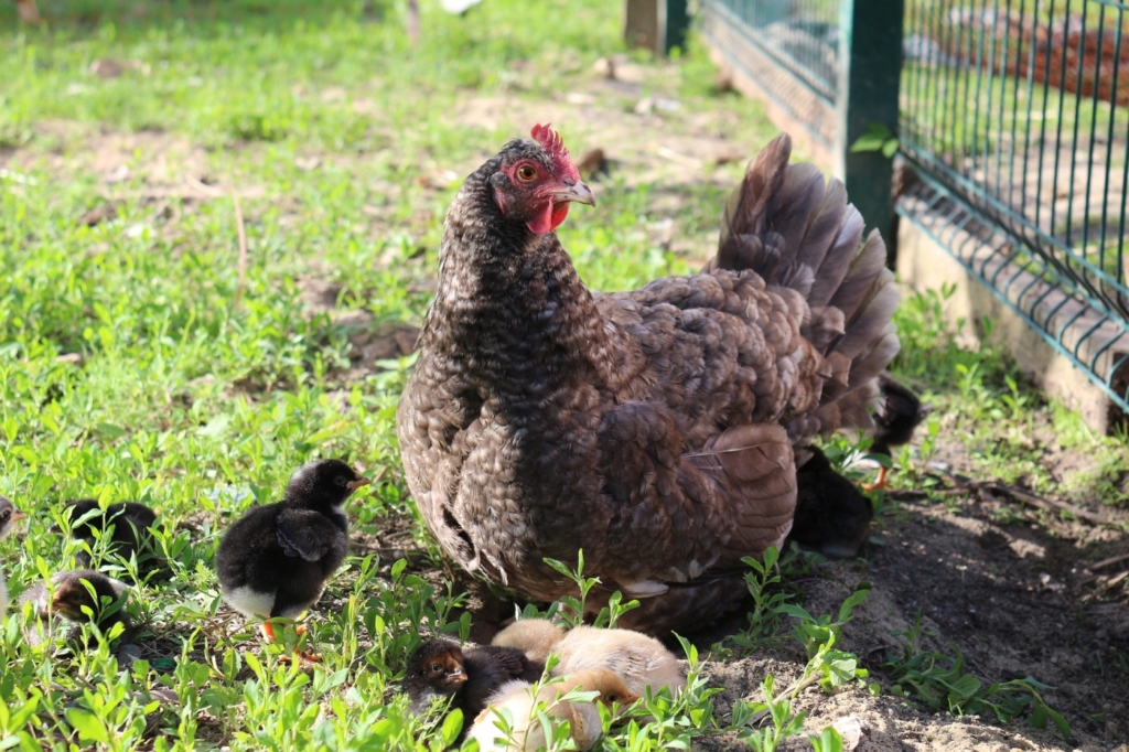 Naturbrut bei Hühnern für Anfänger - Alles auf einen Blick!