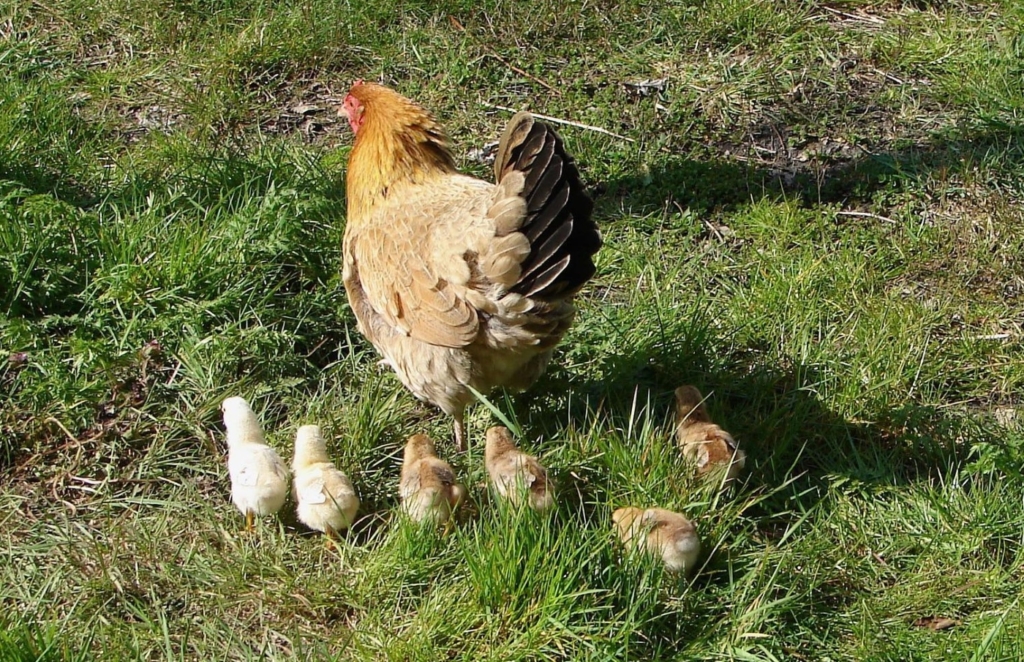 Kükenaufzucht bei Naturbrut