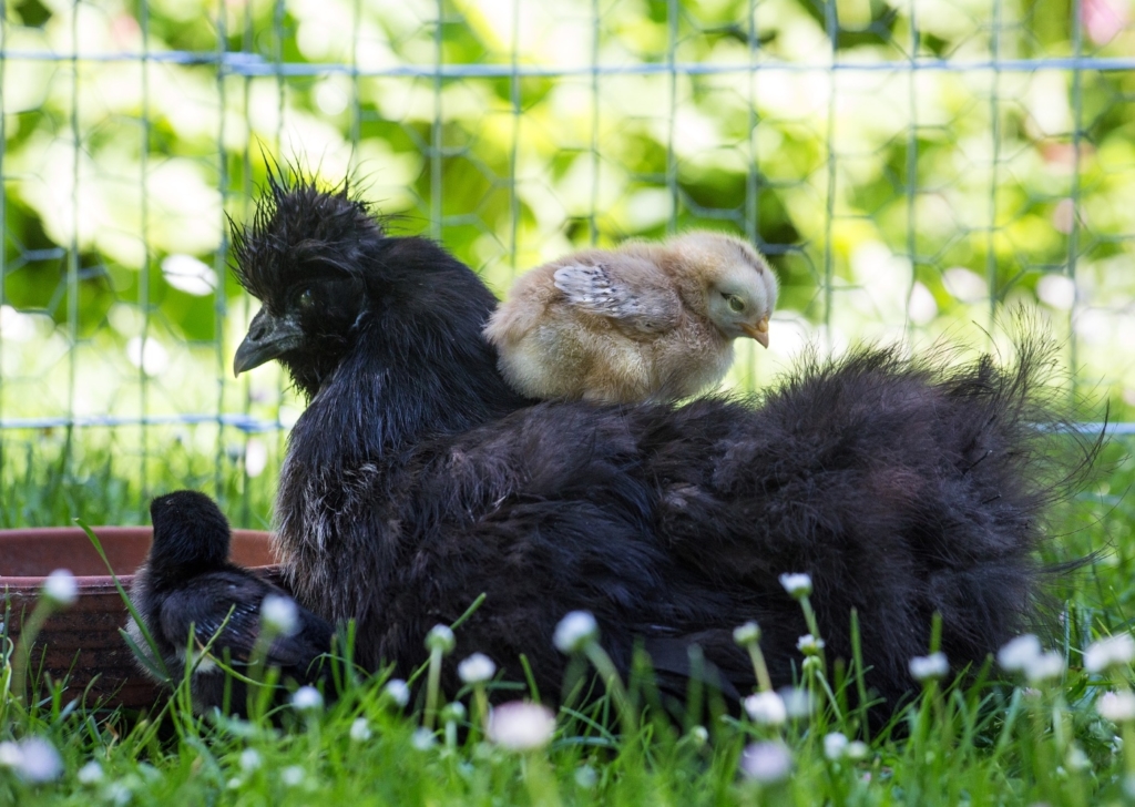 Seidenhuhn Glucke