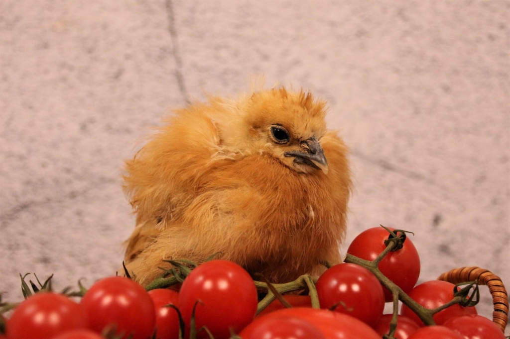 Tomaten sind giftig für Hühner