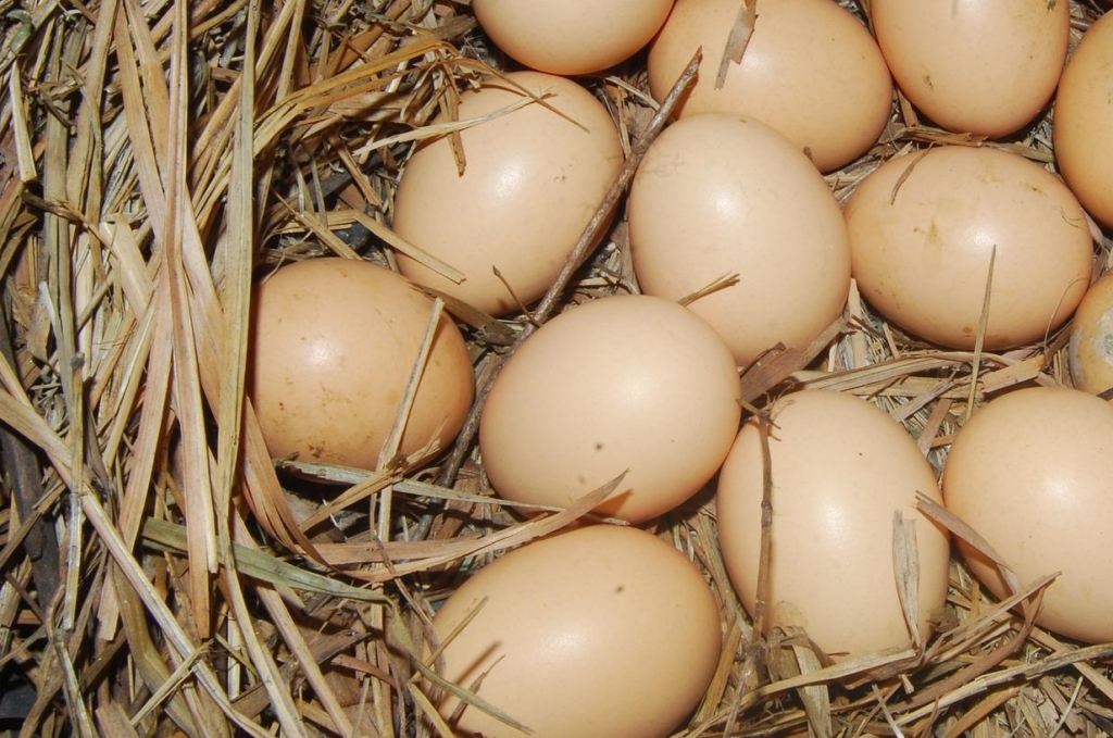 Eier von Vorwerkhühnern