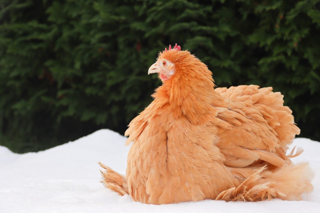 Erkältung bei Hühnern im Winter