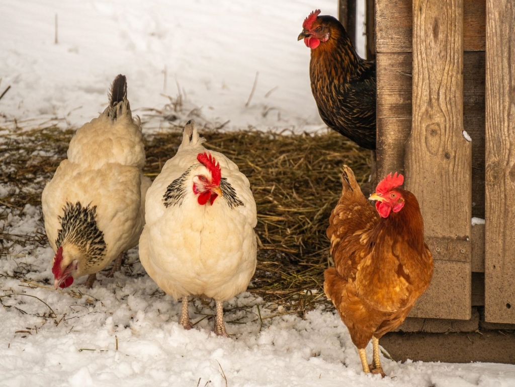 Frieren Hühner im Winter