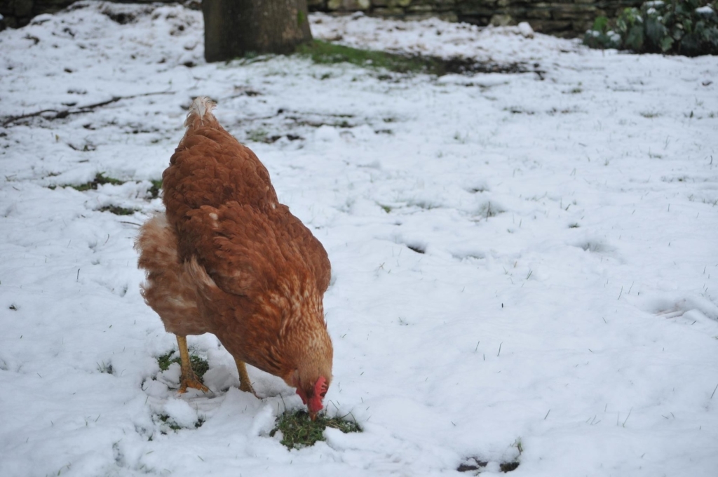 Frieren Hühner im Winter - Schnee und eisige Temperaturen