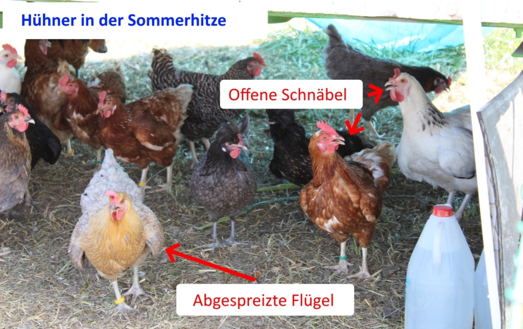 Hühner in der Hitze