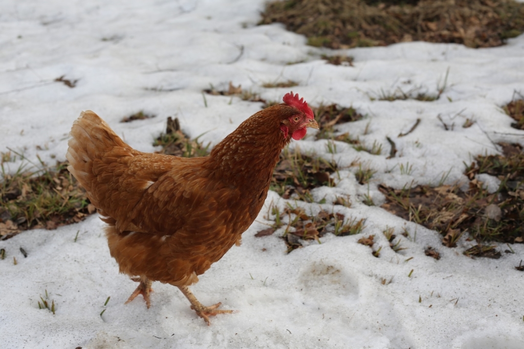 Frieren Hühner an den Füßen im Schnee?