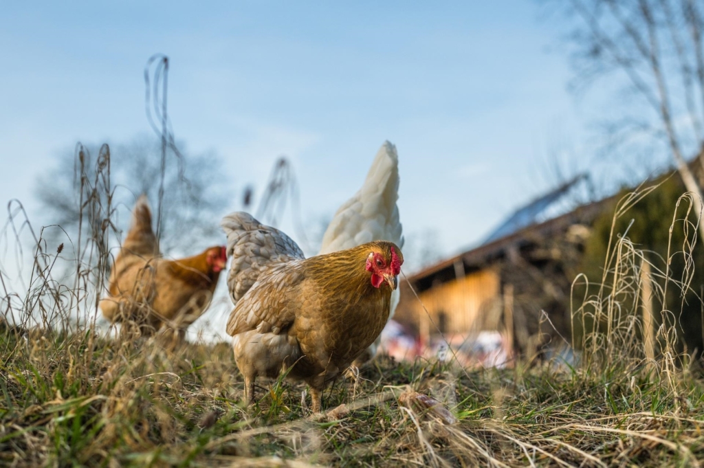 Hühner auf Nahrungssuche im Winter
