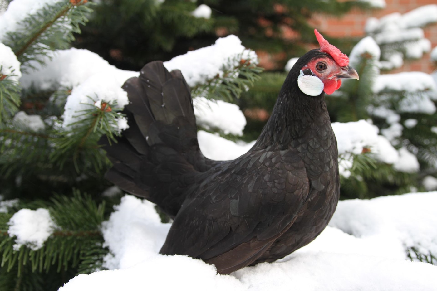 Hühnerhaltung im Winter so wird´s gemacht Huehnerratgeber.de