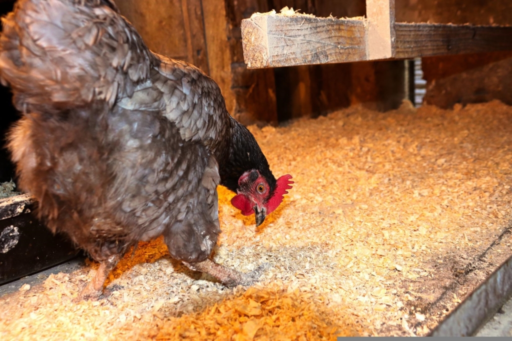 Trockener und zugluftfreier Hühnerstall im Winter wichtig