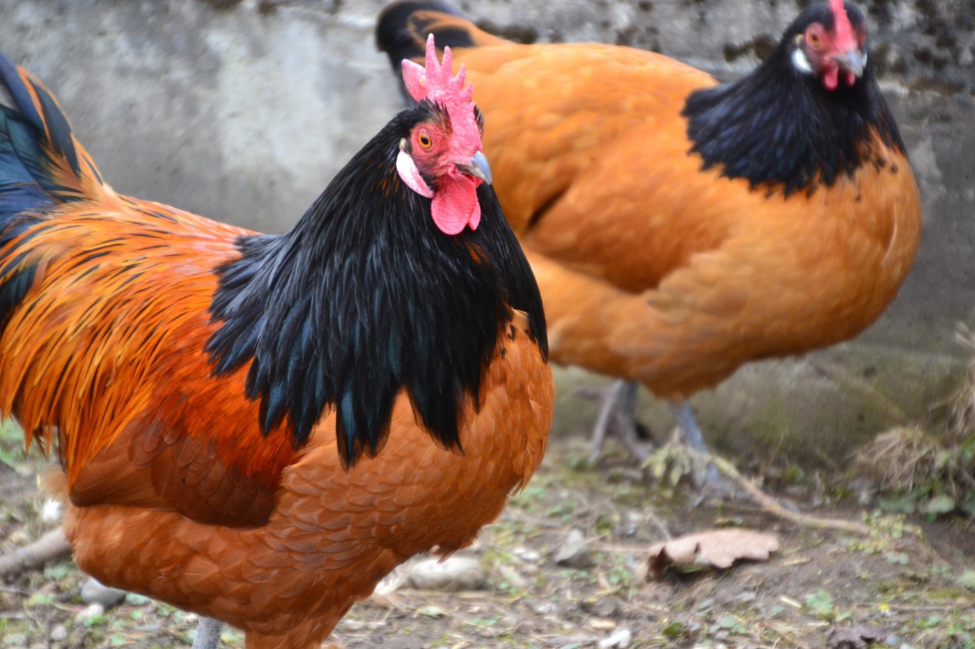 32+ Vorwerkhühner Kaufen In Der Nähe, Vorwerkhuhn tieranzeigen &amp;