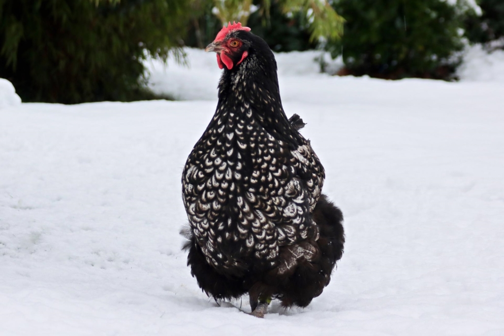 Orpington Hühner vertragen Kälte im Winter