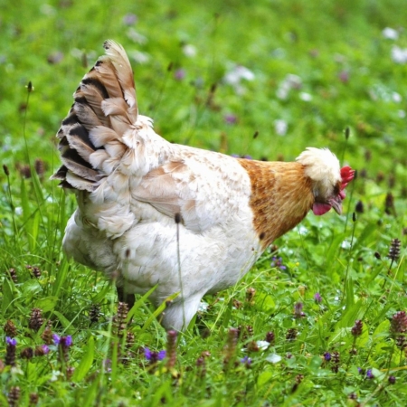 Sulmtaler Hühner