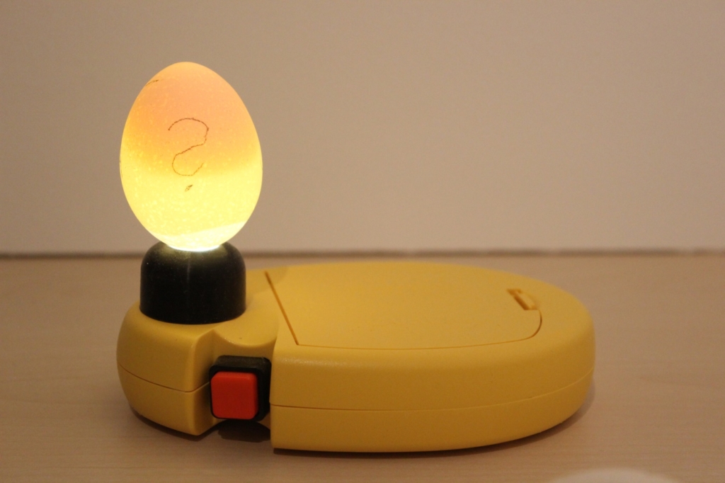 Mit einer Schierlampe befruchtete Eier erkennen