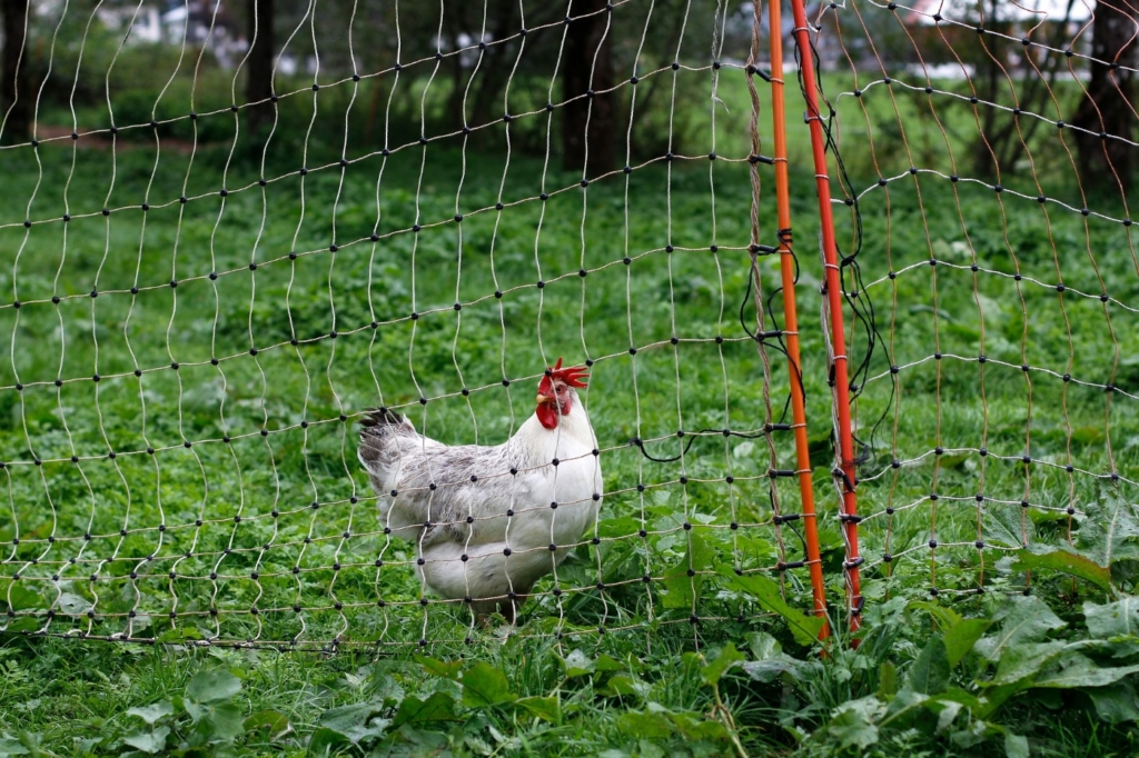 Hoher Zaun als Voraussetzung zur Hühnerhaltung in der Stadt
