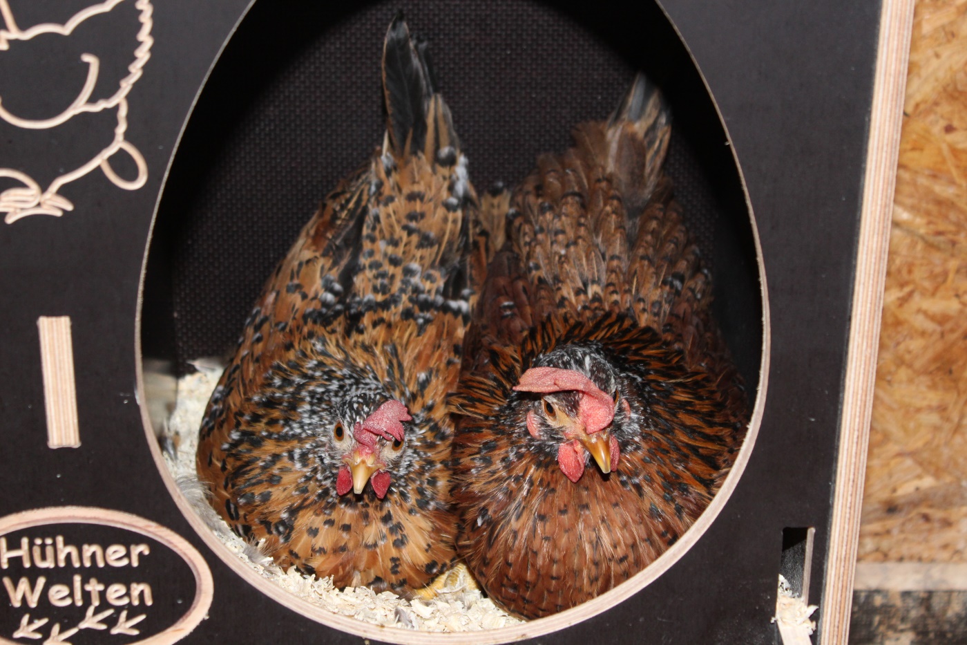 Wie lange brüten Hühner? 20 bis 21 Tage, jedoch nicht immer!