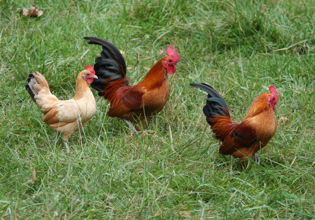 Hühnerhaltung in der Stadt - Hühner sind ausgebrochen
