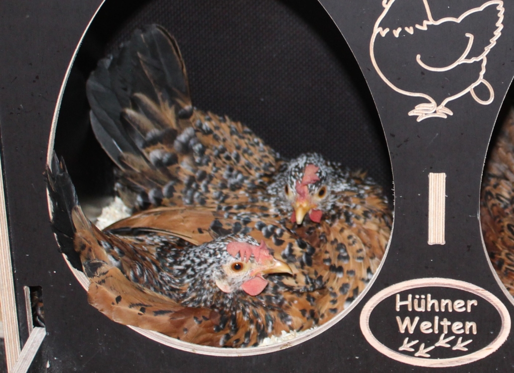 Wie lange brüten Hühner